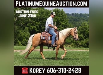 Kentucky Mountain Saddle Horse, Gelding, 11 years, 14.2 hh, Palomino