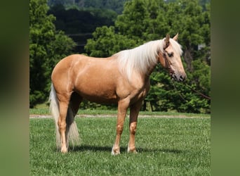 Kentucky Mountain Saddle Horse, Gelding, 11 years, 14.2 hh, Palomino