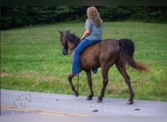 Kentucky Mountain Saddle Horse, Wallach, 11 Jahre, 14 hh, Rappe