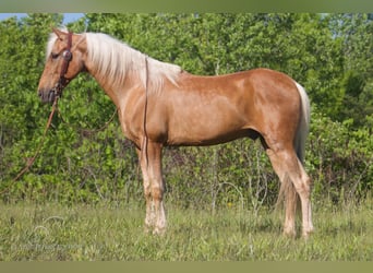 Kentucky Mountain Saddle Horse, Gelding, 11 years, 14 hh, Palomino