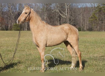 Kentucky Mountain Saddle Horse, Gelding, 11 years, 14 hh, Palomino