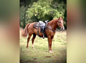 Kentucky Mountain Saddle Horse, Gelding, 11 years, 14 hh, Sorrel