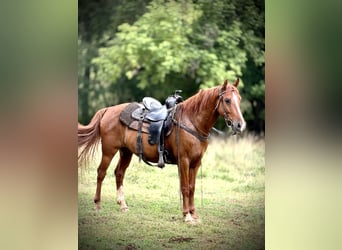 Kentucky Mountain Saddle Horse, Gelding, 11 years, 14 hh, Sorrel