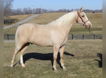 Kentucky Mountain Saddle Horse, Gelding, 11 years, 15.2 hh, Palomino