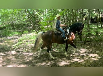 Kentucky Mountain Saddle Horse, Wallach, 11 Jahre, 15 hh, Rotbrauner