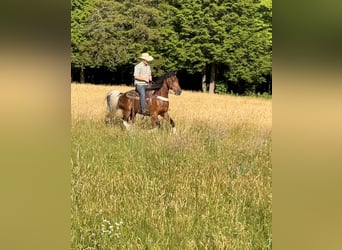 Kentucky Mountain Saddle Horse, Gelding, 11 years, 15 hh, Bay