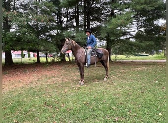 Kentucky Mountain Saddle Horse, Wallach, 11 Jahre, 15 hh, Brauner