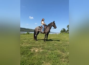 Kentucky Mountain Saddle Horse, Gelding, 11 years, 15 hh, Roan-Blue