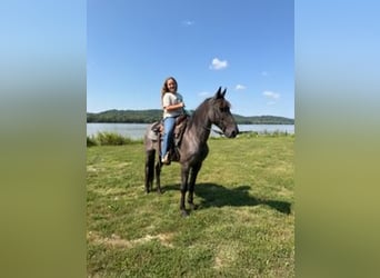 Kentucky Mountain Saddle Horse, Gelding, 11 years, 15 hh, Roan-Blue