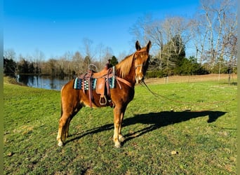 Kentucky Mountain Saddle Horse, Gelding, 11 years, 15 hh, Sorrel