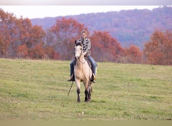 Kentucky Mountain Saddle Horse, Gelding, 11 years, Buckskin