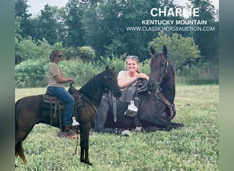 Kentucky Mountain Saddle Horse, Gelding, 12 years, 14 hh, Black