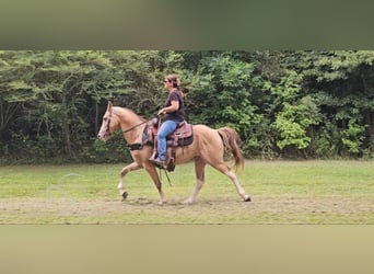 Kentucky Mountain Saddle Horse, Gelding, 12 years, 14 hh, Champagne