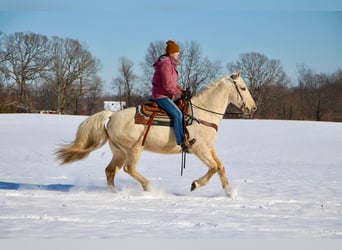 Kentucky Mountain Saddle Horse, Gelding, 12 years, 15,1 hh, Palomino