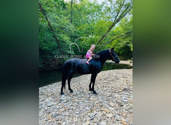 Kentucky Mountain Saddle Horse, Gelding, 12 years, 15 hh, Black