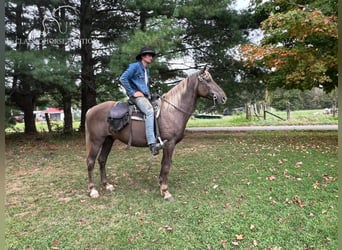 Kentucky Mountain Saddle Horse, Gelding, 12 years, 15 hh, Brown