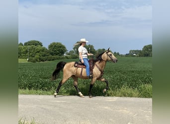 Kentucky Mountain Saddle Horse, Gelding, 12 years, 15 hh, Buckskin