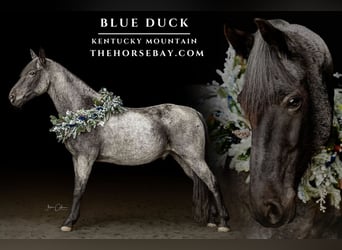 Kentucky Mountain Saddle Horse, Gelding, 12 years, 15 hh, Roan-Blue