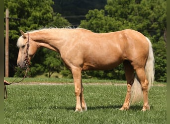 Kentucky Mountain Saddle Horse, Gelding, 13 years, 14.2 hh, Palomino