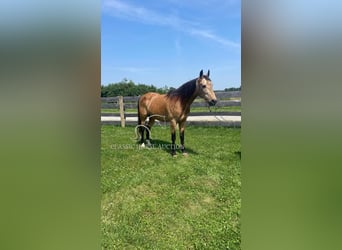 Kentucky Mountain Saddle Horse, Gelding, 13 years, 14 hh, Buckskin