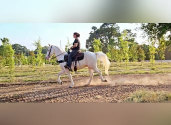 Kentucky Mountain Saddle Horse, Gelding, 13 years, 14 hh, Cremello