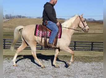 Kentucky Mountain Saddle Horse, Gelding, 13 years, 15,2 hh, Palomino