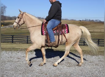 Kentucky Mountain Saddle Horse, Gelding, 13 years, 15,2 hh, Palomino