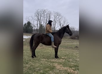 Kentucky Mountain Saddle Horse, Gelding, 14 years, 15 hh, Black