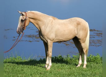 Kentucky Mountain Saddle Horse, Gelding, 14 years, 15 hh, Palomino