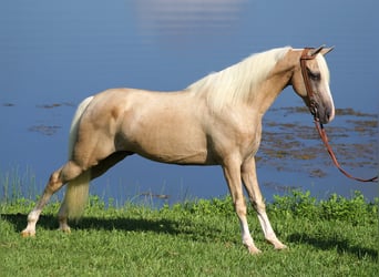 Kentucky Mountain Saddle Horse, Gelding, 14 years, 15 hh, Palomino