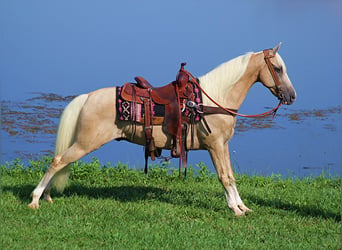 Kentucky Mountain Saddle Horse, Gelding, 14 years, 15 hh, Palomino