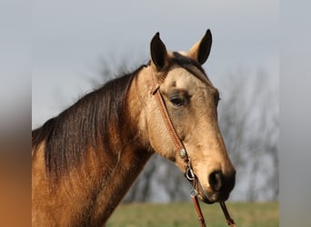 Kentucky Mountain Saddle Horse, Gelding, 14 years, 16 hh, Buckskin