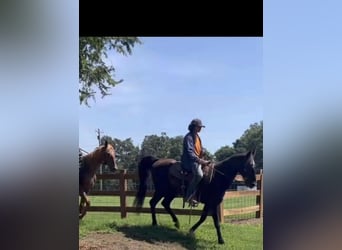 Kentucky Mountain Saddle Horse, Gelding, 15 years, 14 hh, Black