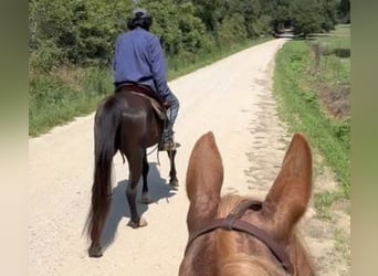 Kentucky Mountain Saddle Horse, Gelding, 15 years, 14 hh, Black