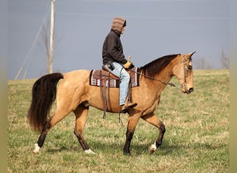 Kentucky Mountain Saddle Horse, Gelding, 15 years, 16 hh, Buckskin