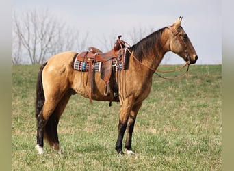 Kentucky Mountain Saddle Horse, Gelding, 16 years, 16 hh, Buckskin