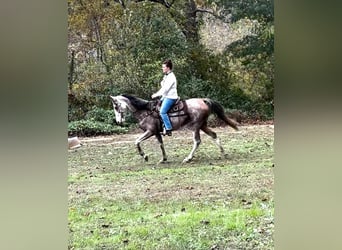 Kentucky Mountain Saddle Horse, Gelding, 16 years, Roan-Bay