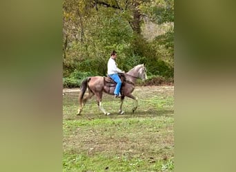 Kentucky Mountain Saddle Horse, Gelding, 16 years, Roan-Bay