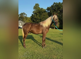 Kentucky Mountain Saddle Horse, Wallach, 2 Jahre, 15 hh, Brauner