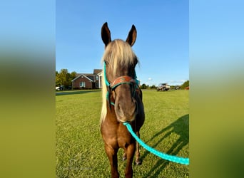 Kentucky Mountain Saddle Horse, Wallach, 2 Jahre, 15 hh, Brauner