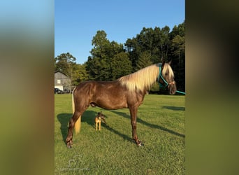 Kentucky Mountain Saddle Horse, Wallach, 2 Jahre, 15 hh, Brauner