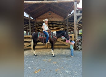 Kentucky Mountain Saddle Horse, Wallach, 2 Jahre, 15 hh, Tobiano-alle-Farben