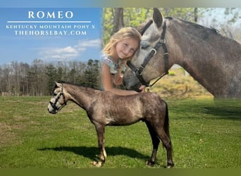 Kentucky Mountain Saddle Horse Mix, Gelding, 4 years, 13,2 hh, Grey-Dapple