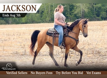 Kentucky Mountain Saddle Horse, Gelding, 4 years, 14.2 hh, Buckskin