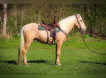 Kentucky Mountain Saddle Horse, Gelding, 4 years, 14.3 hh, Palomino