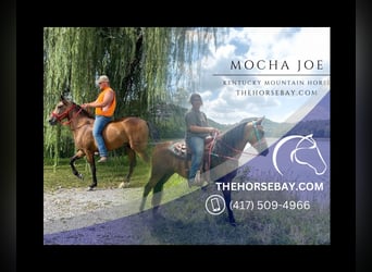 Kentucky Mountain Saddle Horse, Gelding, 4 years, 15 hh, Buckskin