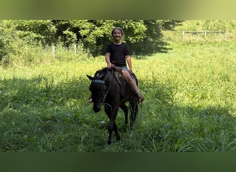 Kentucky Mountain Saddle Horse, Gelding, 5 years, 12.1 hh, Black