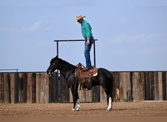 Kentucky Mountain Saddle Horse, Gelding, 5 years, 14,2 hh, Black