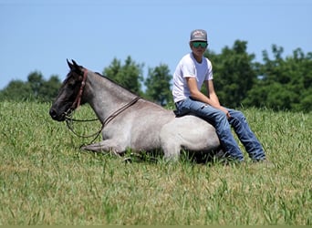 Kentucky Mountain Saddle Horse, Gelding, 5 years, 14.2 hh, Roan-Blue