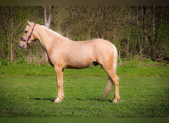 Kentucky Mountain Saddle Horse, Gelding, 5 years, 14,3 hh, Palomino